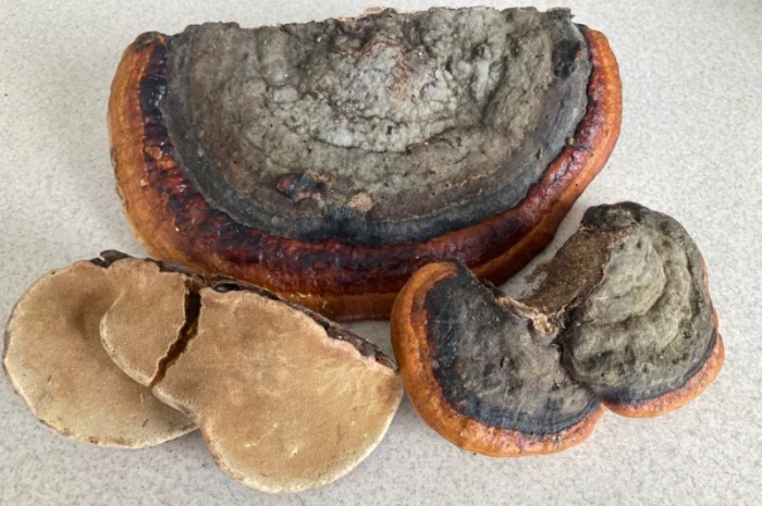 Гриби різні- фото № 3