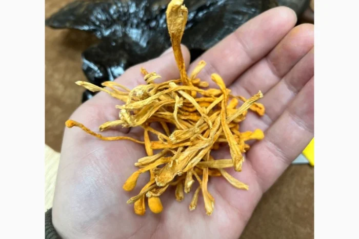 Гриби різні- фото № 4