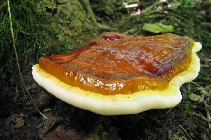 Чага, трутовик, Рейши- фото № 10