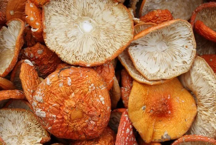 Продаж сушеного червоного мухомора в Україні- фото № 1