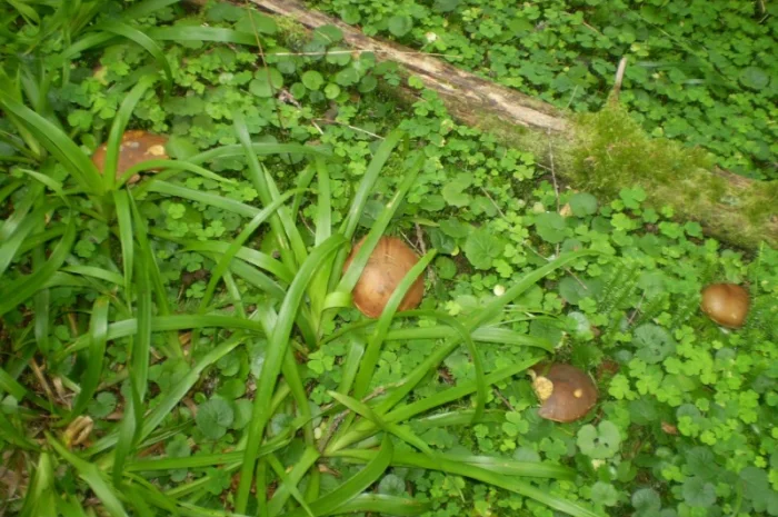 Польские сушеные грибы из Карпат- фото № 3