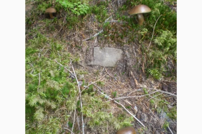 Польские сушеные грибы из Карпат- фото № 4