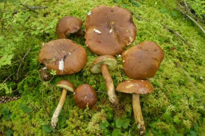 Польские сушеные грибы из Карпат- фото № 5