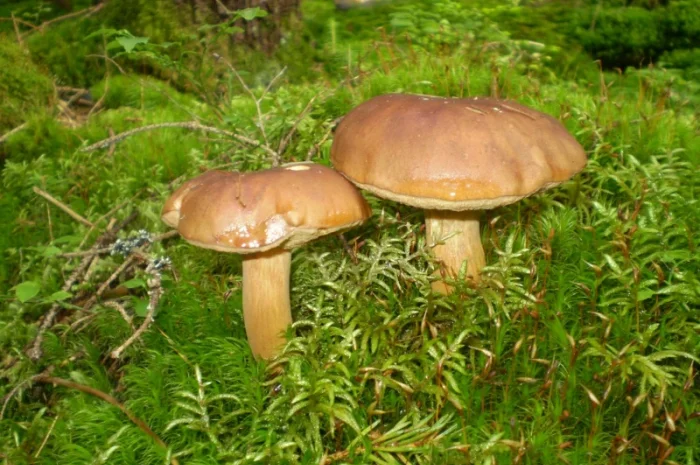 Польские сушеные грибы из Карпат- фото № 6