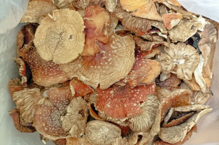 0.5 кг - 800 грн. (!) Червоний Мухомор - 2 сорт, Красные мухоморы- фото № 1