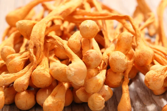 Продаю Кордіцепс Мілітаріс, імунокоректор- фото № 3