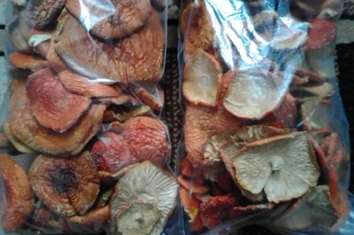 Продаж мухомора червоного- фото № 1