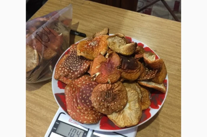 Продаж мухомора червоного- фото № 2