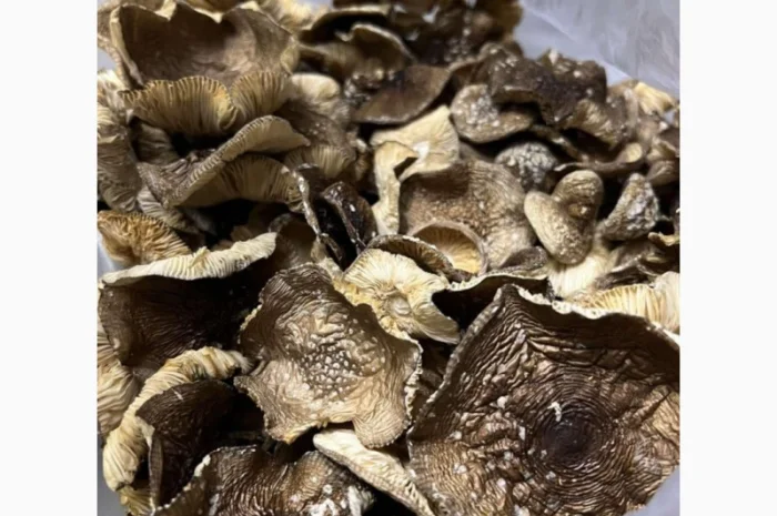 Продаж пантерного мухомора- фото № 2