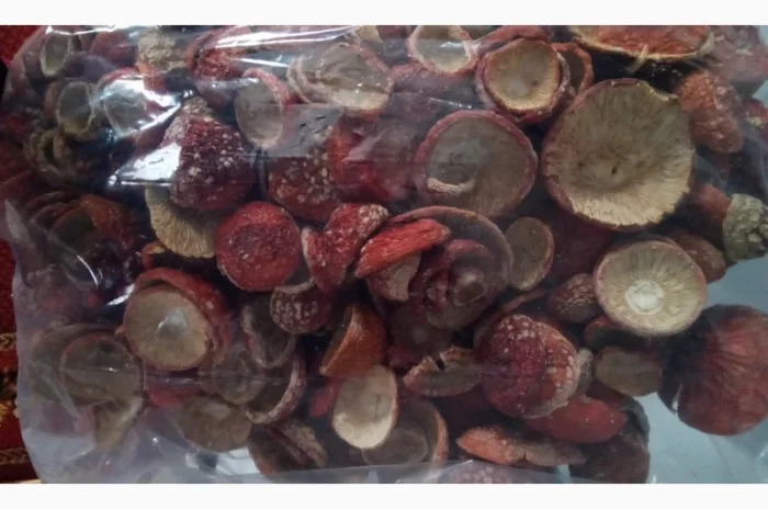 Закриті шляпки червоного мухомора на продаж- фото № 2