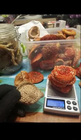 Продам мухомор в капсулах для микродозинга- фото № 3