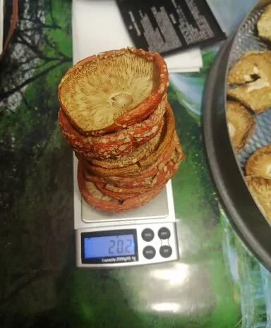 Продам мухомор в капсулах для микродозинга- фото № 5