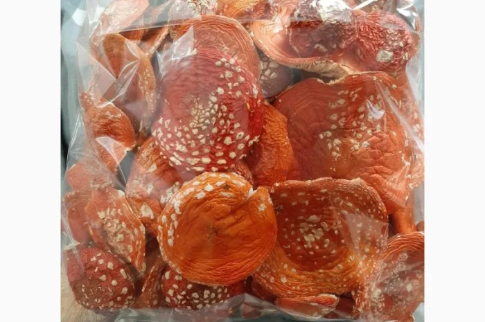 Продаю сушені шляпки мухомора червоного 2024- фото № 2