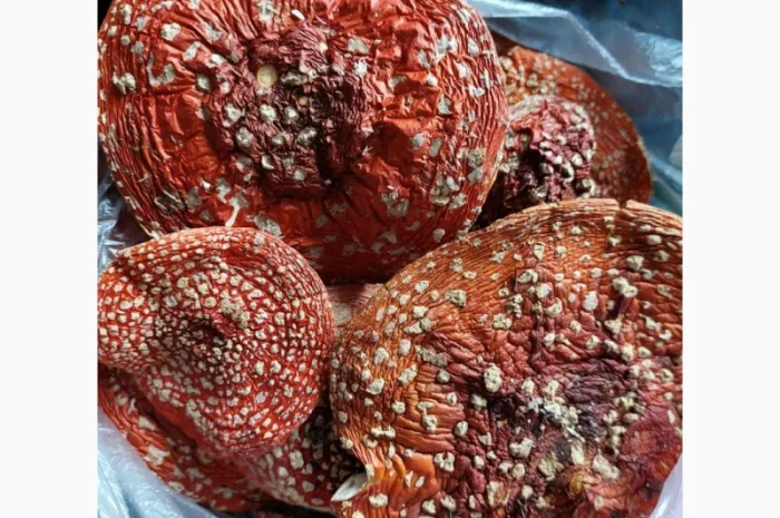 Продаю сушені шляпки мухомора червоного 2024- фото № 3