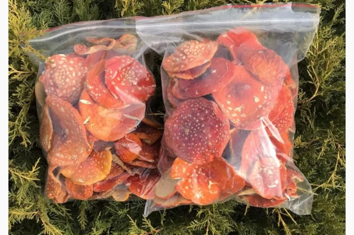 Продаю сушені шляпки мухомора червоного 2024- фото № 4