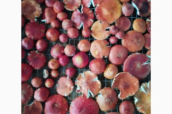 Продаю шляпки червоного мухомора- фото № 4