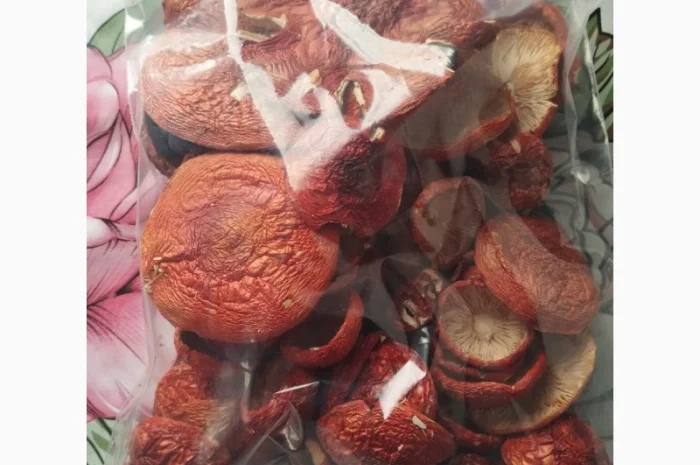 Продаю шляпки червоного мухомора- фото № 5