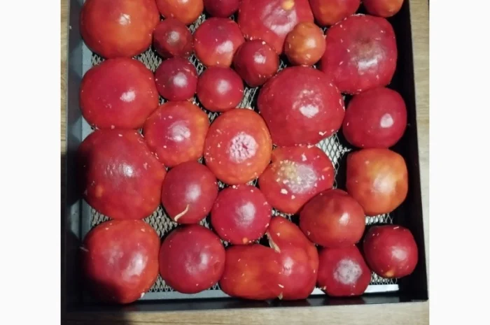 Продаю шляпки червоного мухомора- фото № 6