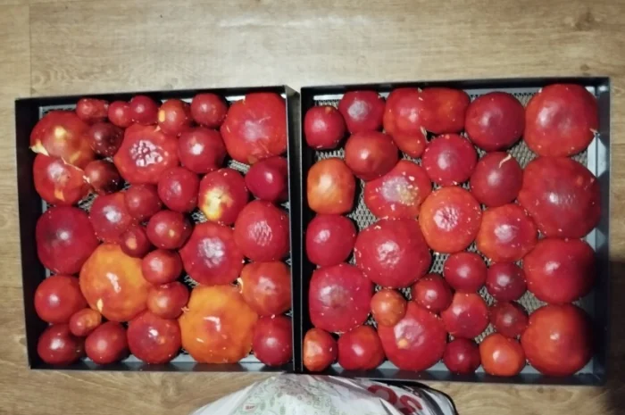 Продаю шляпки червоного мухомора- фото № 7