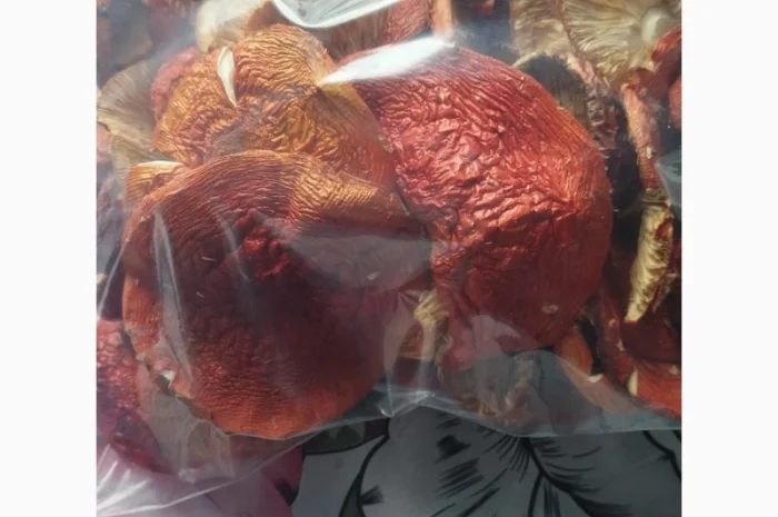 Продаю шляпки червоного мухомора- фото № 3