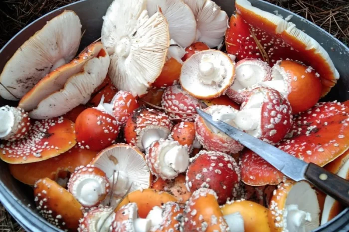 Продажа сушеного Мухомора червоного- фото № 2