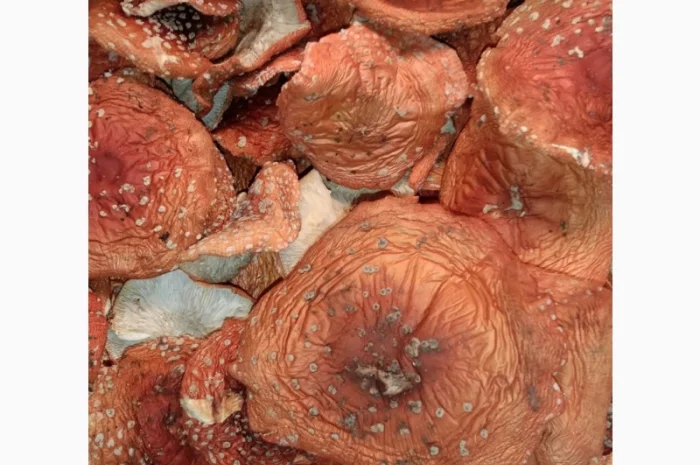 Продажа сушеного Мухомора червоного- фото № 3