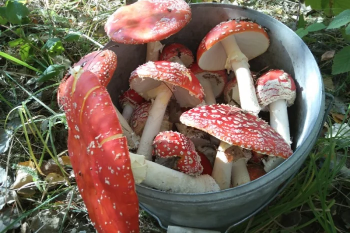 Продажа сушеного Мухомора червоного- фото № 5