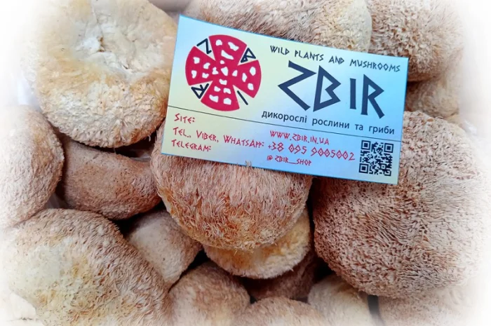 Їжовик Гребінчастий (Hericium erinaceus), цілі плоди- фото № 1