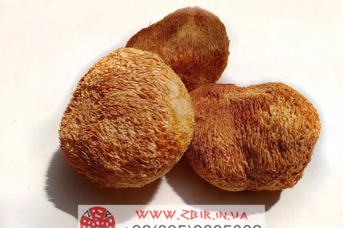 Їжовик Гребінчастий (Hericium erinaceus), цілі плоди- фото № 2