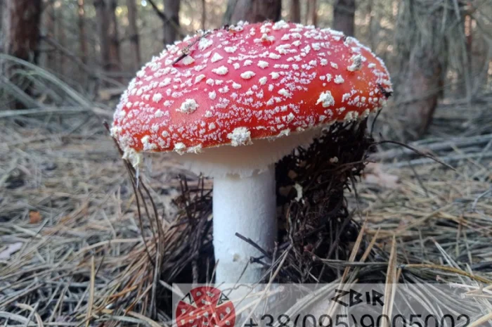 Мухомор ЧЕРВОНИЙ (Amanita Muscaria), сушені капелюшки від ZBIR. Сезон 2024- фото № 1