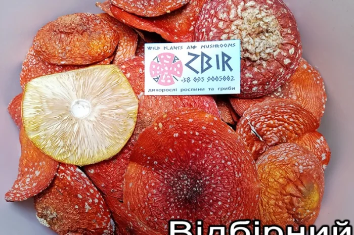 Мухомор ЧЕРВОНИЙ (Amanita Muscaria), сушені капелюшки від ZBIR. Сезон 2024- фото № 2