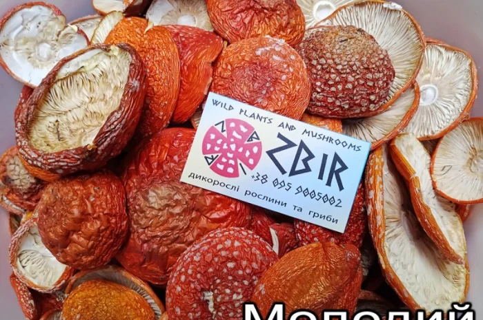 Мухомор ЧЕРВОНИЙ (Amanita Muscaria), сушені капелюшки від ZBIR. Сезон 2024- фото № 4