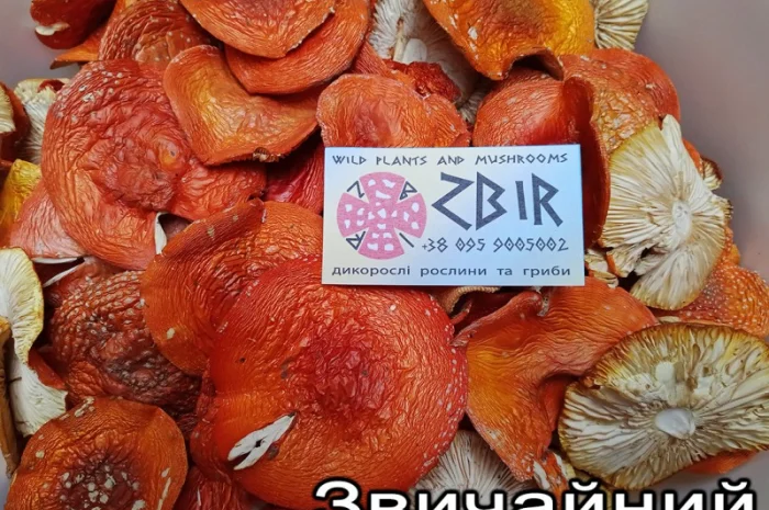 Мухомор ЧЕРВОНИЙ (Amanita Muscaria), сушені капелюшки від ZBIR. Сезон 2024- фото № 5
