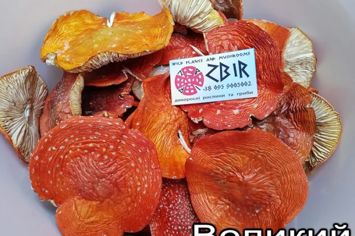 Мухомор ЧЕРВОНИЙ (Amanita Muscaria), сушені капелюшки від ZBIR. Сезон 2024- фото № 3