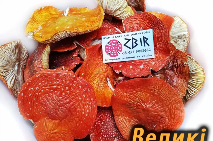 Продаж Мухомора ЧЕРВОНОГО- фото № 4