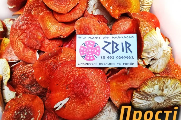 Продаж Мухомора ЧЕРВОНОГО- фото № 5