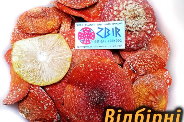 Продаж Мухомора ЧЕРВОНОГО- фото № 6