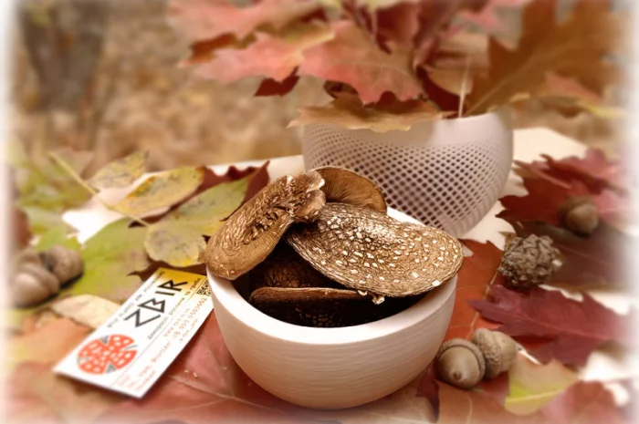 Мухомор ПАНТЕРНИЙ (Amanita Pantherina) на продаж- фото № 1