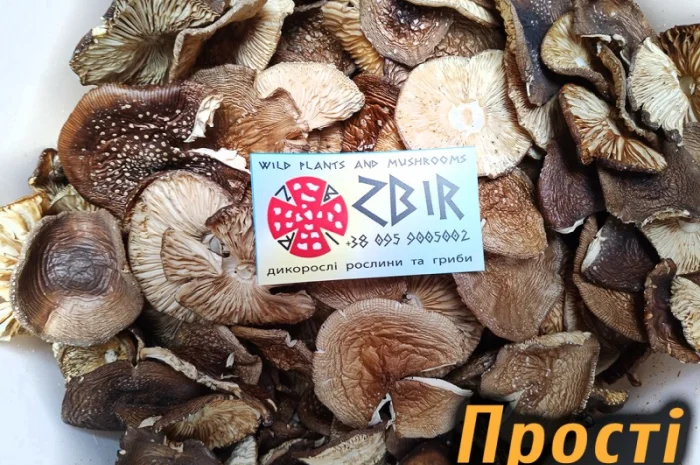 Мухомор ПАНТЕРНИЙ (Amanita Pantherina) на продаж- фото № 4