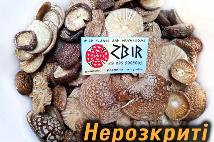 Мухомор ПАНТЕРНИЙ (Amanita Pantherina) на продаж- фото № 5