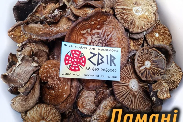 Мухомор ПАНТЕРНИЙ (Amanita Pantherina) на продаж- фото № 6