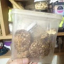 Пантерный мухомор- фото № 4