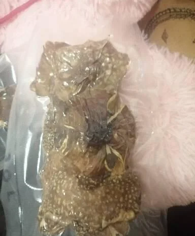 Пантерный мухомор- фото № 8