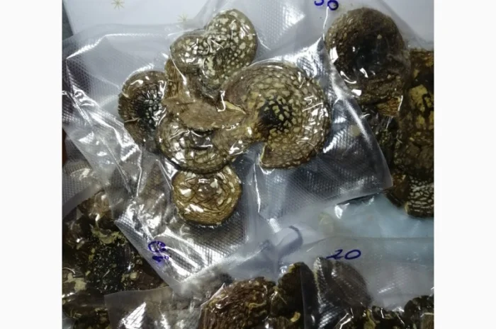 Пантерный мухомор- фото № 1