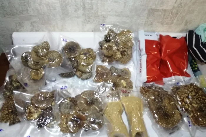 Пантерный мухомор- фото № 10