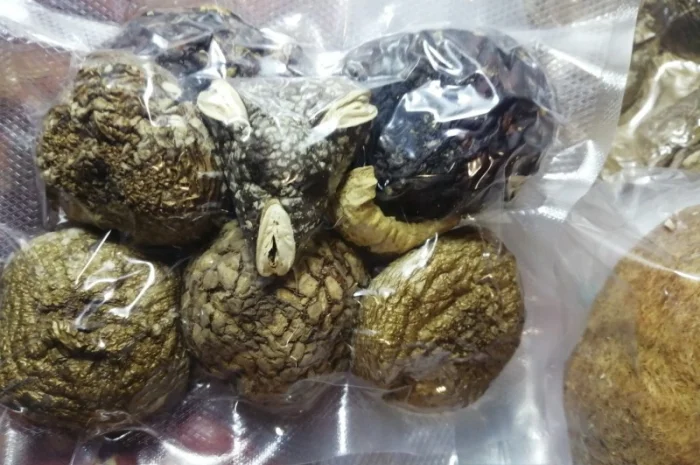 Пантерный мухомор- фото № 11