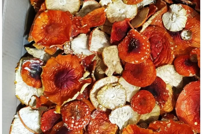 Сушені шляпки червоного мухомора оптом- фото № 1