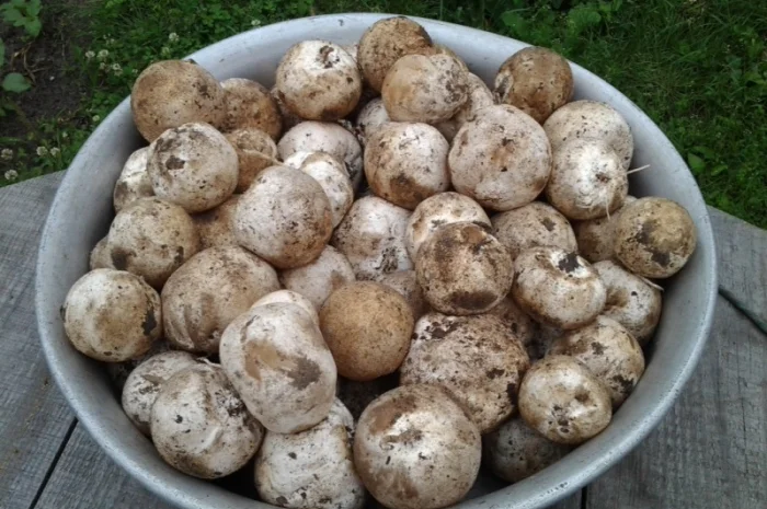 Гриб веселка 2023, березовий гриб чага, соснові шишки от инсульта- фото № 1