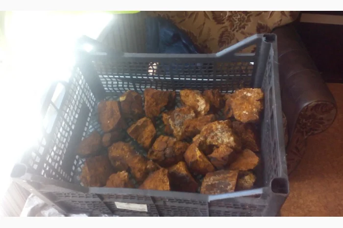 Гриб веселка 2023, березовий гриб чага, соснові шишки от инсульта- фото № 11