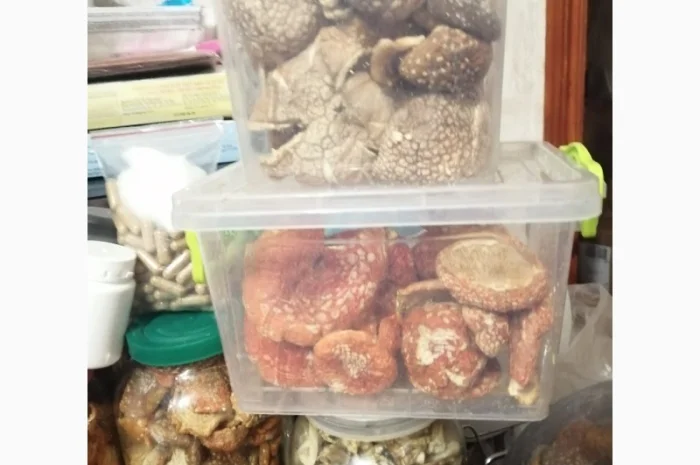 Мухомори червоні та пантерні на продаж- фото № 2